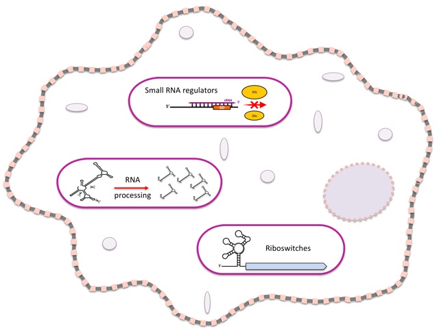 Arnvig review figures_revised