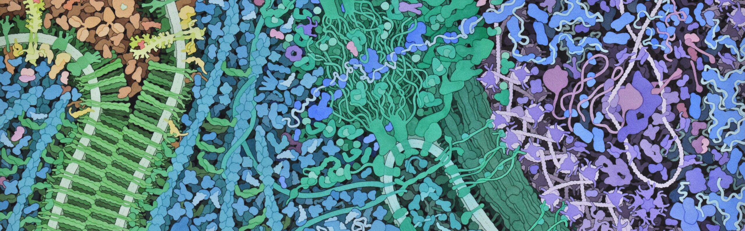 Dr Anthony Roberts’s group determine the cryo-EM structure of the molecular motor dynein-2