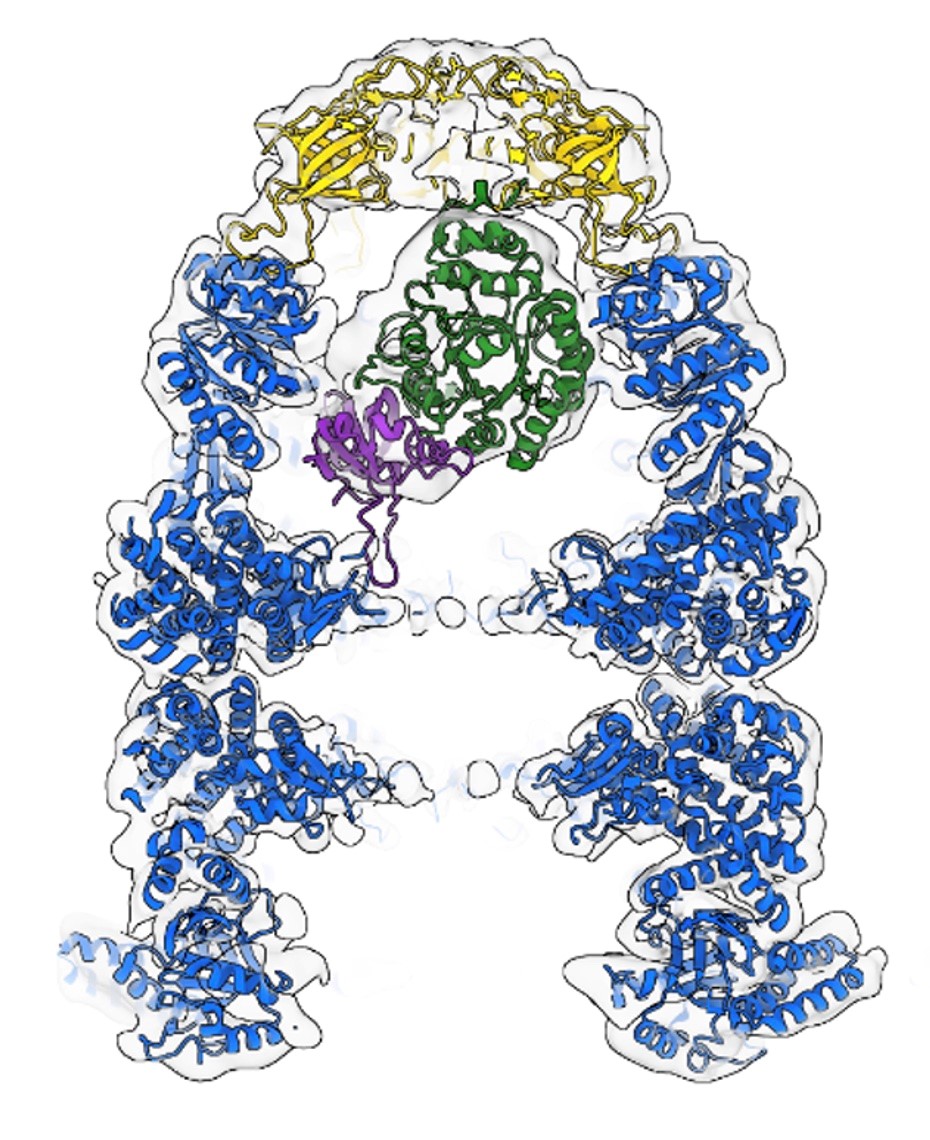 Prof Helen Saibil’s group published paper in PNAS Journal