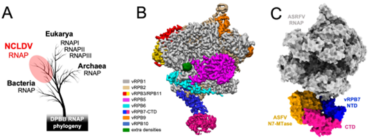 Prof Finn Werner’s group published paper in Nature Communications – Structure of the recombinant RNA polymerase from African Swine Fever Virus