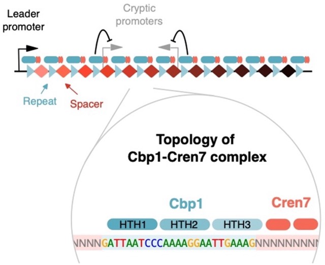 Prof Finn Werner’s group published paper in Nature Communications – Idiosyncratic chromatin regulates adaptive immunity in archaea at the level of transcription