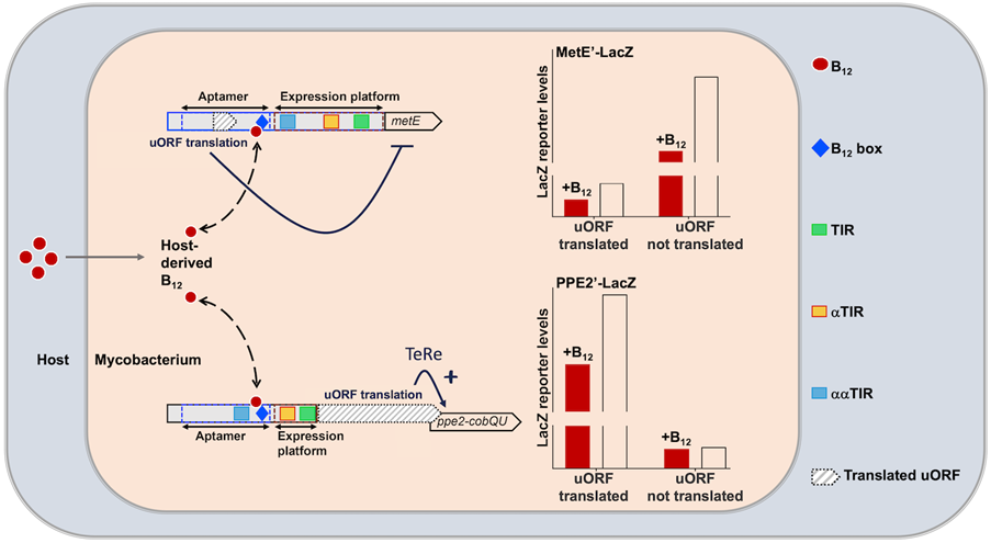 Kristine Arnvig’s group published paper in Nucleic Acids Research Journal
